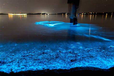 Nature's rhapsody in blue: Tasmania shoreline glitters with magical bioluminescent plankton [Photos]
