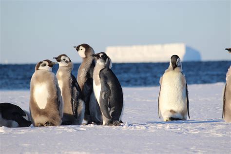 Marine Protected Areas in Antarctica should include young emperor ...