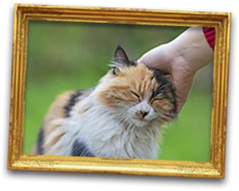 Image result for Cat Language