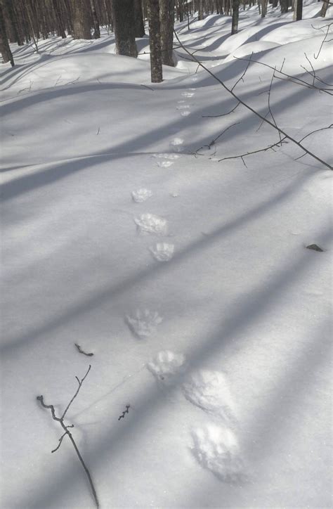 Fisher Tracks In Snow