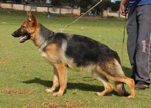 German Shepherd for sale, German Shepherd Dogs for sale
