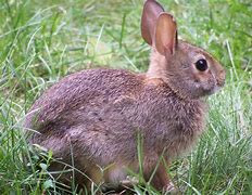 Image result for Images of Cute Rabbits