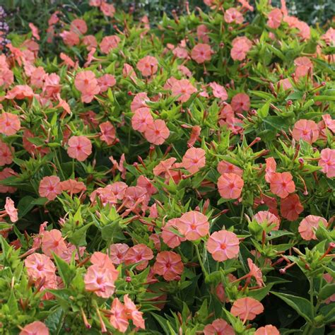 How To Plant Four O Clocks Seeds at Yi Voss blog