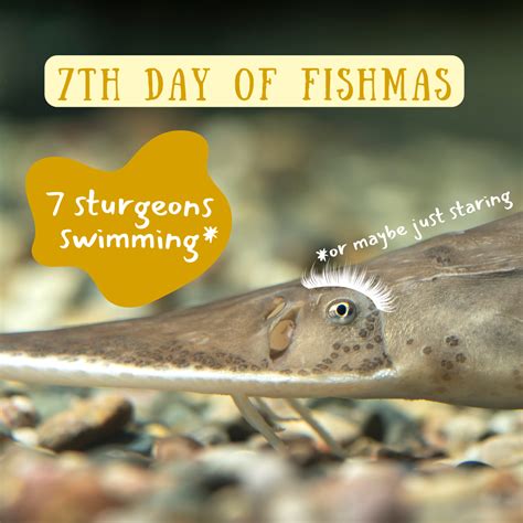 7th-Day-Fishmas | FWS.gov