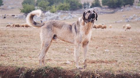 10 Dog Breeds That Can Kill A Lion - Ethawi.com
