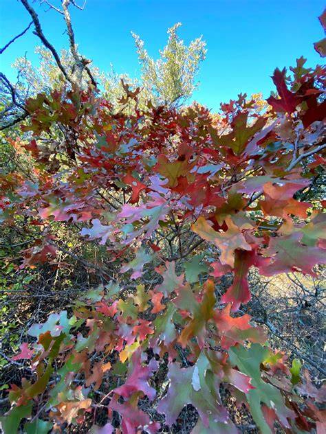 Fall color is appreciated when it does occur in North Central Texas ...