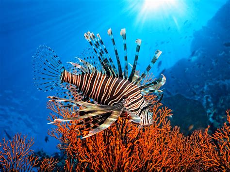 National Geographic Great Barrier Reef Australia