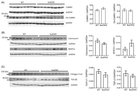 Myocardial Hypertrophy and Compensatory Increase in Systolic Function ...