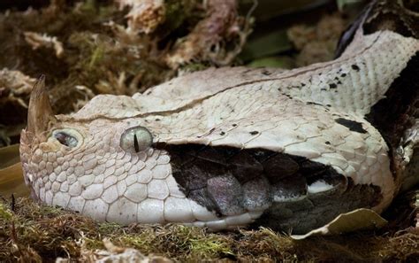 Gaboon Viper Snake Bite 的图像结果