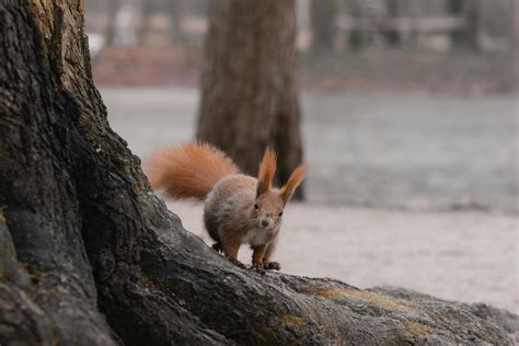 Environment Animated 的图像结果