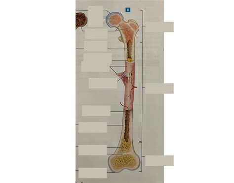 Anatomy of long bones - Anatomy and Physiology Lab Quiz