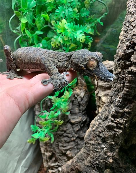 The Megaloblatta longipennis: the largest cockroach in the world : r ...