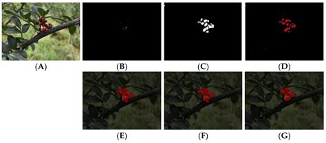 Sichuan Pepper Recognition in Complex Environments: A Comparison Study ...
