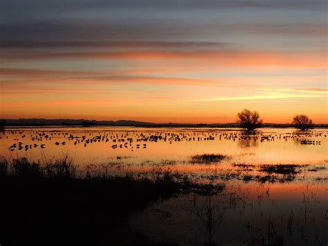 The Remarkable Wildlife of California's National Wildlife Refuges - The ...
