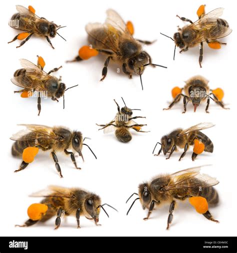 Western honey bee or European honey bees, Apis mellifera, in front of ...