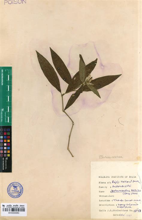 Protected Area Centric WII Herbarium