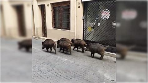Un grup de senglars es passeja pel centre de Badalona i sorprèn els ...