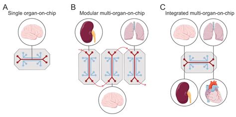 Modeling Alzheimer’s Disease: A Review of Gene-Modified and Induced ...