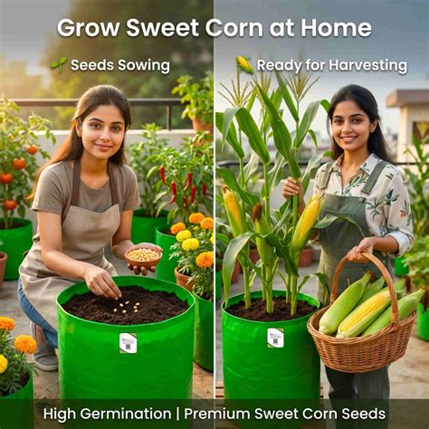 Buy Best Quality Sweet corn Seeds online : Organicbazar