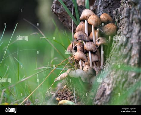 Shiny blackberry, Coprinellus micaceus mushrooms growing by a tree among grasses on a blurred ...