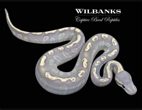 9 Best Ball Python Breeders in the US and the UK