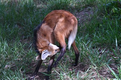 Maned Wolves 的图像结果