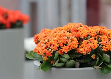 Top 5 colorful indoor plants to brighten up your space | Ambius US ...