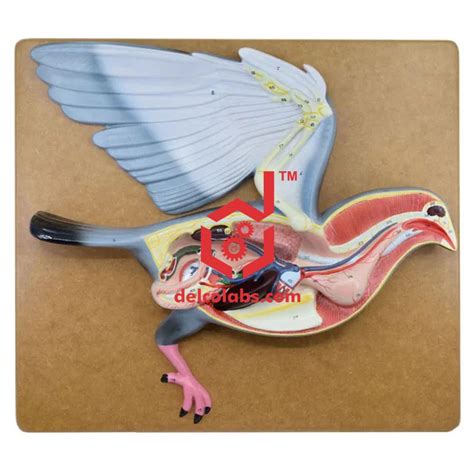 Pigeon Dissection Model