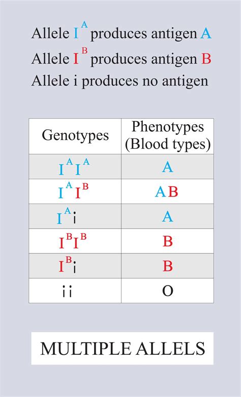 Multiple alleles are present (a) At different loci on the same ...