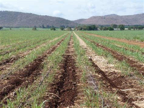 灌溉 的图像结果