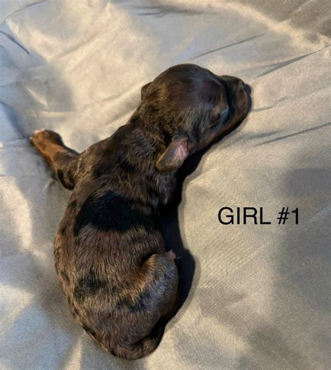 Image result for Cockapoo Dogs for Rehoming