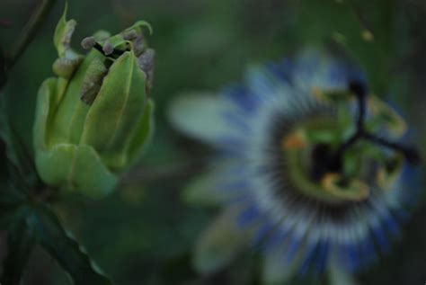 Image result for Alien Plants in Seed Woman