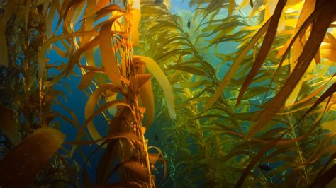 Download Astonishing Underwater Seaweed Kelp Plantation Wallpaper ...
