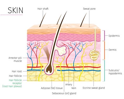 Premium Vector | Skin And Hair Anatomy Diagram