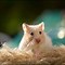 Image result for Cute Baby Hamsters