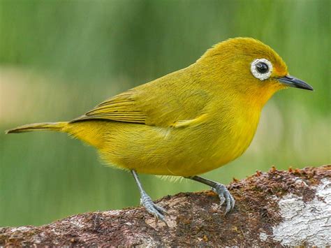 Yellowish White-eye - eBird
