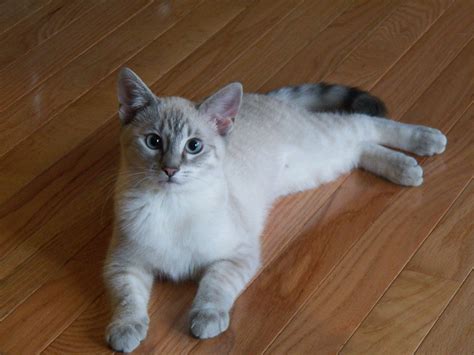 Do Siamese Cats Go Grey at Madison Calder blog