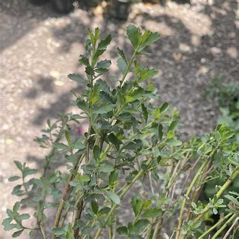 Baccharis pilularis var. consanguinea, Coyote Bush – Plant Material