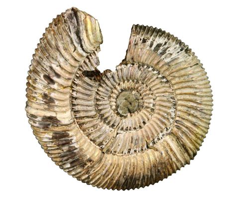 Image result for Sea Shell Fossil