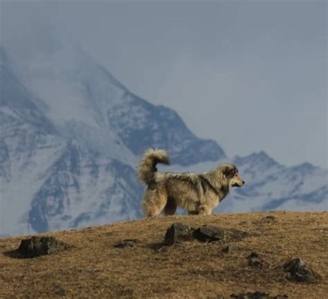 Dayara Bugyal Trek Package, Cost & Itinerary - Book Now
