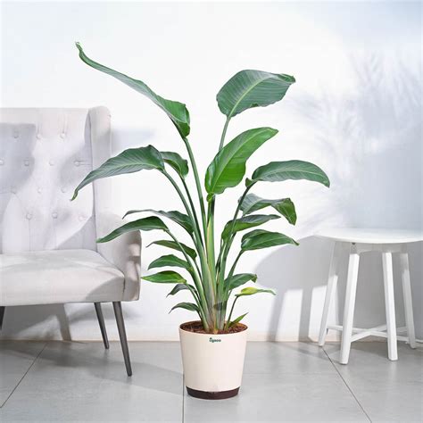 Bird Of Paradise Plant - XL – Ugaoo