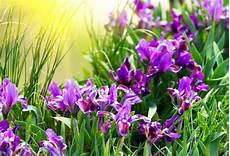 iris fiore coltivazione fiori iris fiori delle piante iris fiore coltivazione fiori iris fiori delle piante