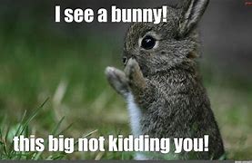 Image result for My Huggle Bunny Meme