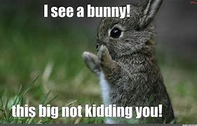 Image result for Scary Bunny Meme