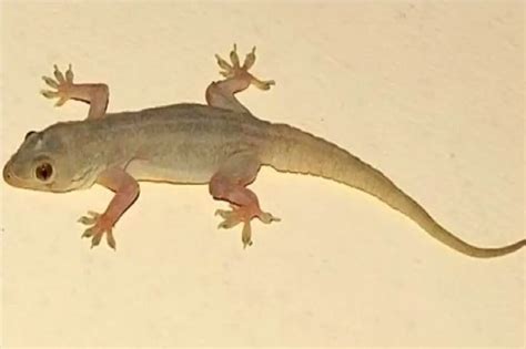 Lizard Vastu Shastra: ঠাকুরঘরে টিকটিকি দেখলে কী ঘটতে পারে...? বাদামী ...