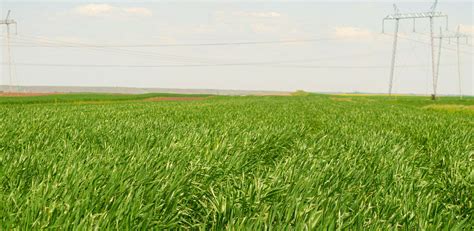 The Importance of Crude Protein in Pasture for Livestock Health and ...