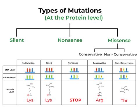 Image result for Sources of Mutation