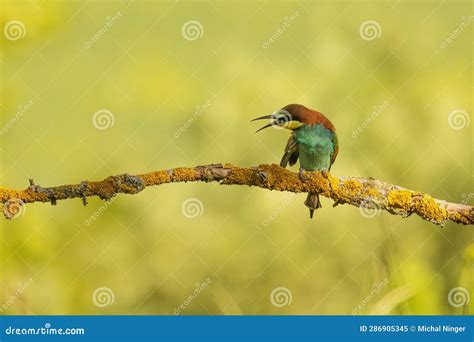 The European Bee-eater (Merops Apiaster) Swallowed the Wasp Stock Image ...