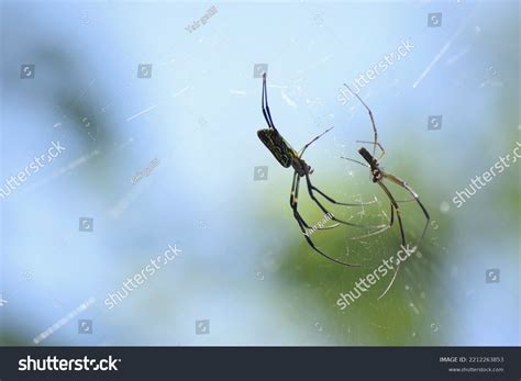 Two Spiders Trichonephila Clavata On Web Stock Photo 2212263853 ...