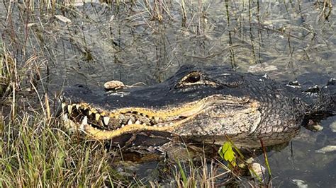 Image result for Alligator vs Python Nat Geo Wild